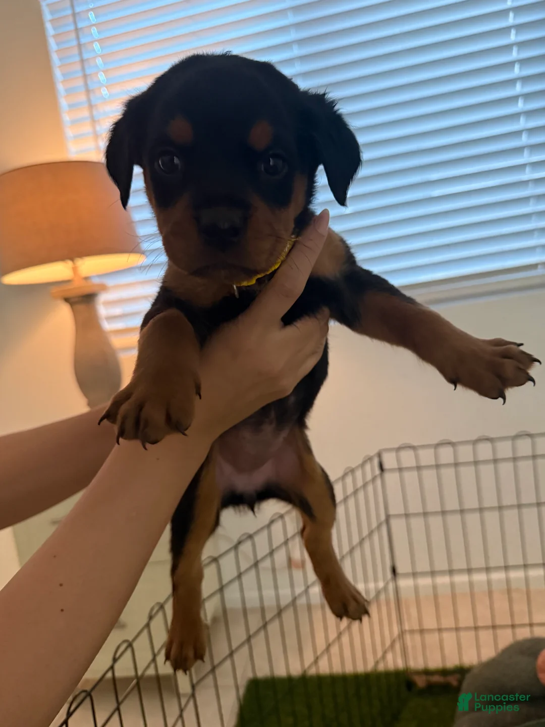 Rottweiler dogs for sale: Rottweiler yellow - Ad 2