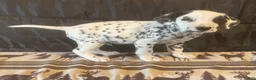 Dalmatian dogs for sale: Racer - Ad 3