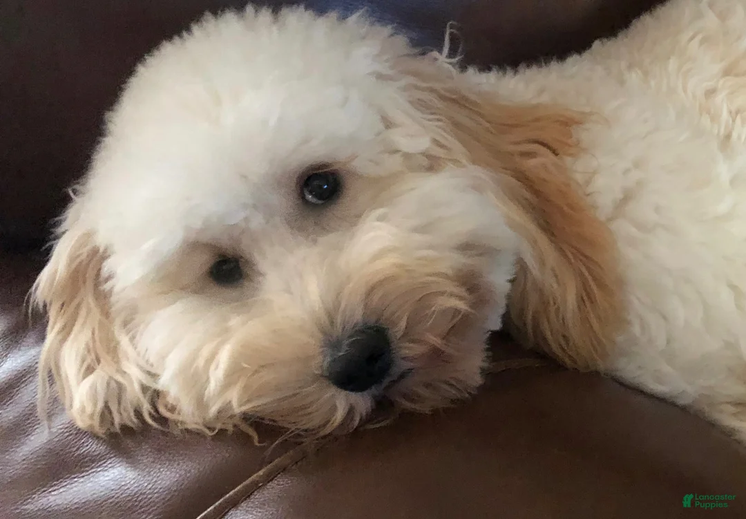 Australian Labradoodle dogs for sale: Katie - Ad 2