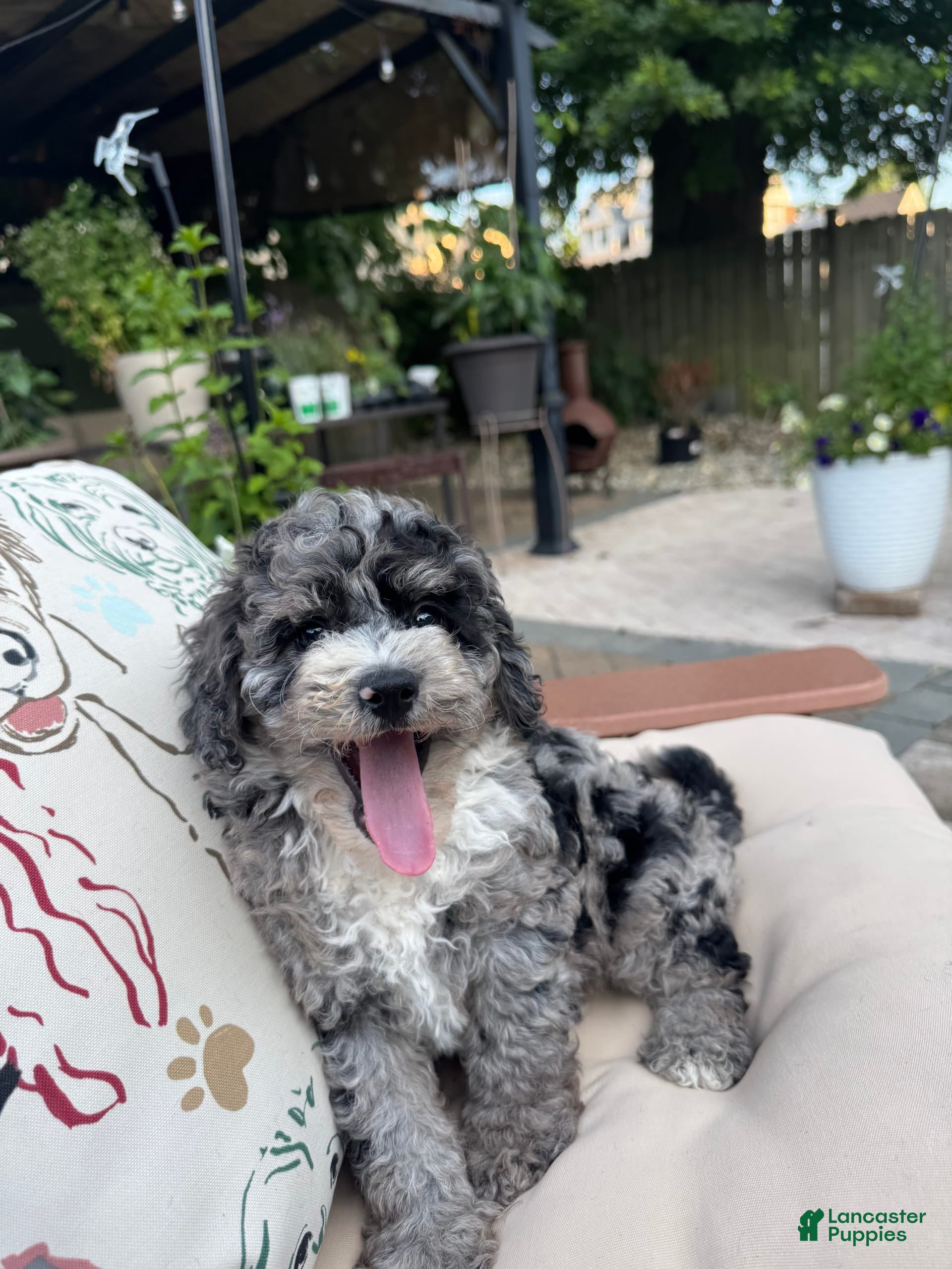 F1b Mini Goldendoodle Blue Merle Chocolate Merle Mini Goldendoodle
