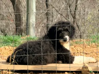 Aussiedoodle dogs Aussiedoodle Puppy 5 - Ad 14