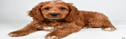 Cockapoo dogs for sale: Griffin - Ad 5