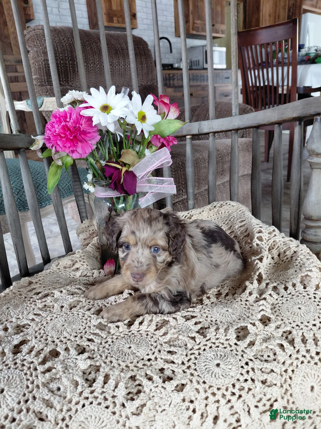 Mini Aussiedoodle dogs for sale: Marble  - Ad 2