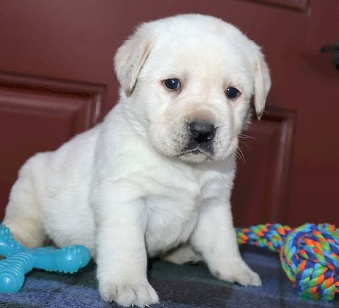 Labrador Retriever dogs  Rosie - Champ lines - Ad 3