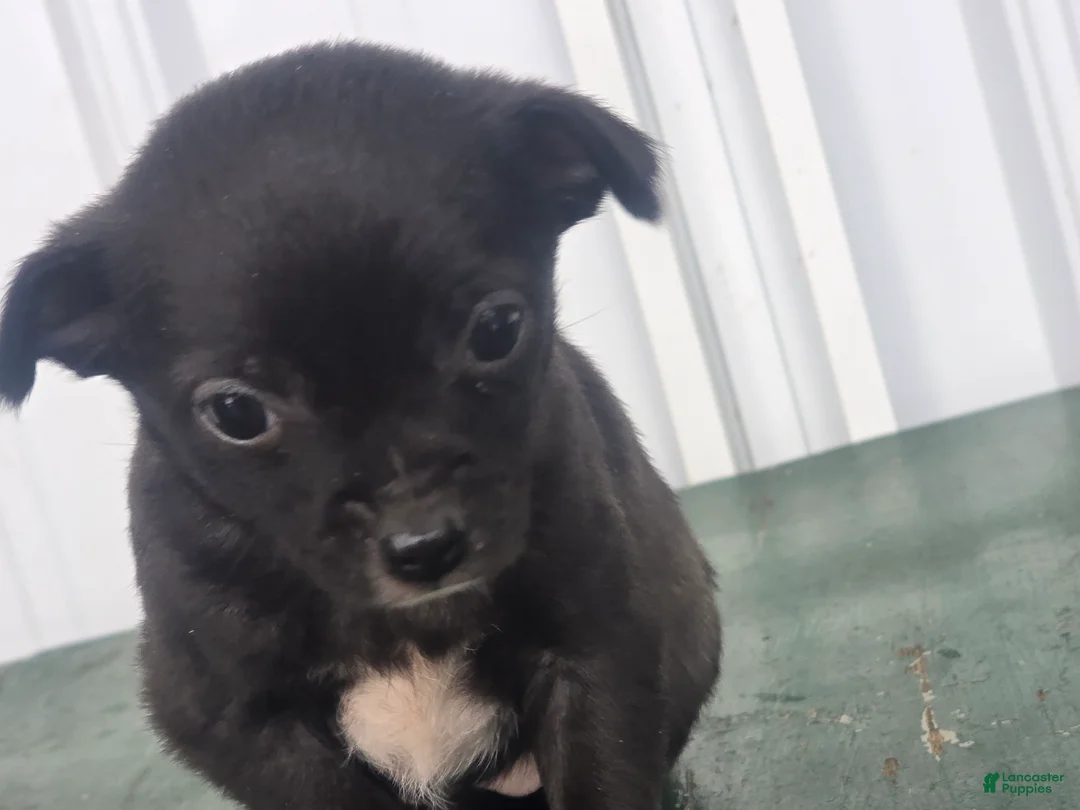 Chihuahua dogs for sale: Chihuahua Puppy 2 - Ad 1