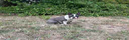 Frenchton dogs for sale: Frenchton 1 - Ad 2