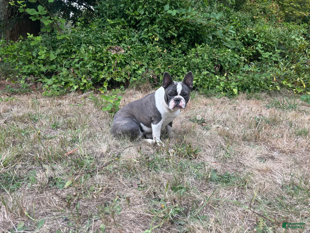 Frenchton dogs for sale: Frenchton 1 - Ad 2