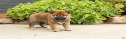 Shiba Inu dogs for sale: Trevor  - Ad 1