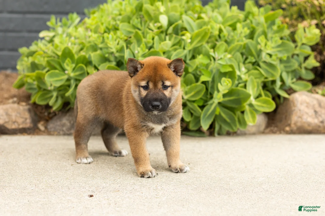 Shiba Inu dogs for sale: Trevor  - Ad 1