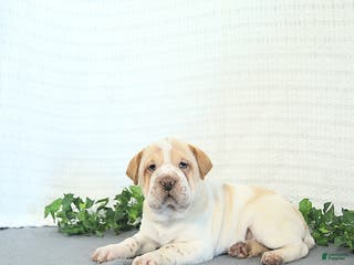 Mini Hippo dogs Buttercup - Ad 13