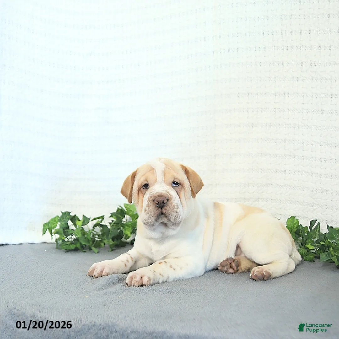 Mini Hippo dogs for sale: Buttercup - Ad 1