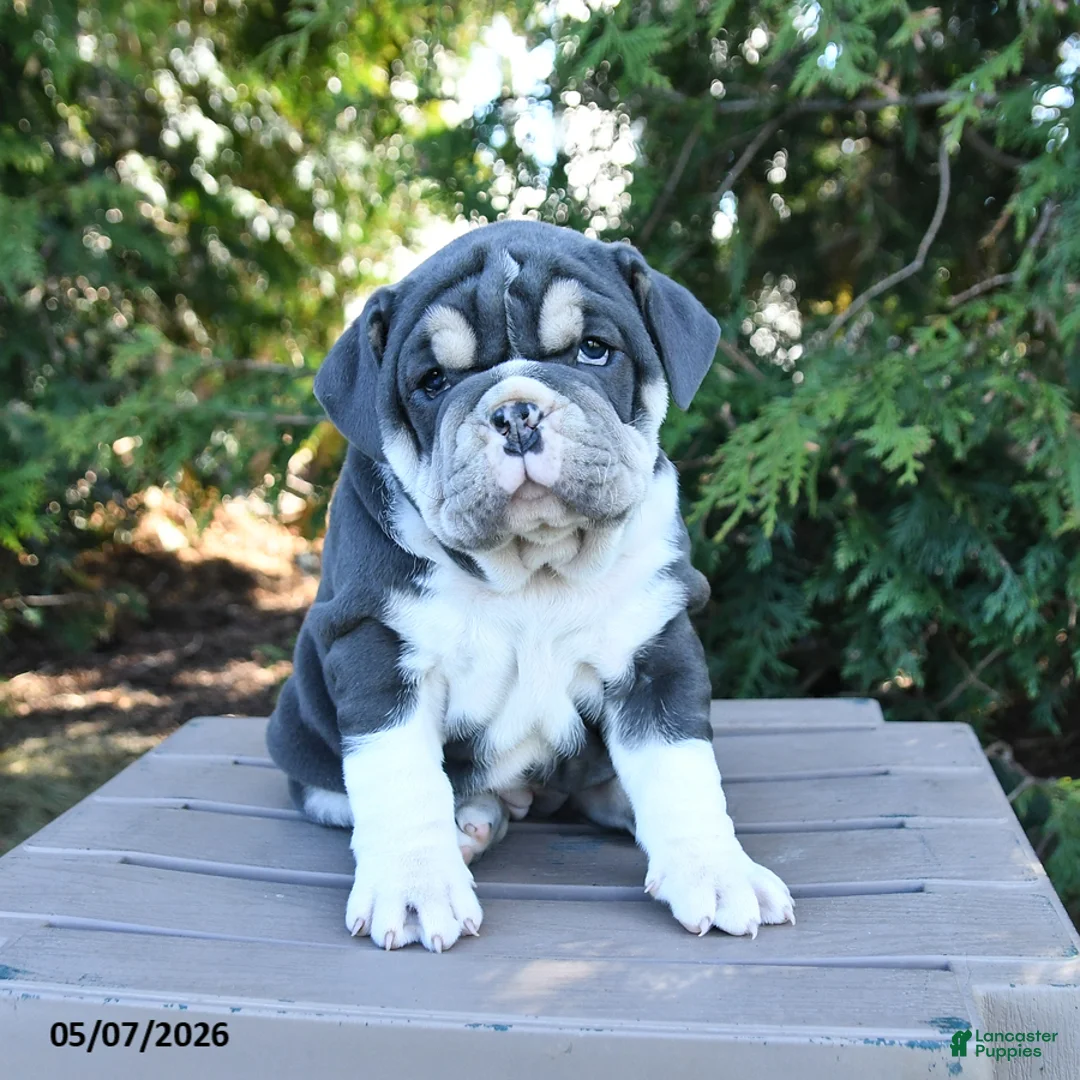 Olde English Bulldogge dogs for sale: Pasha - Ad 2
