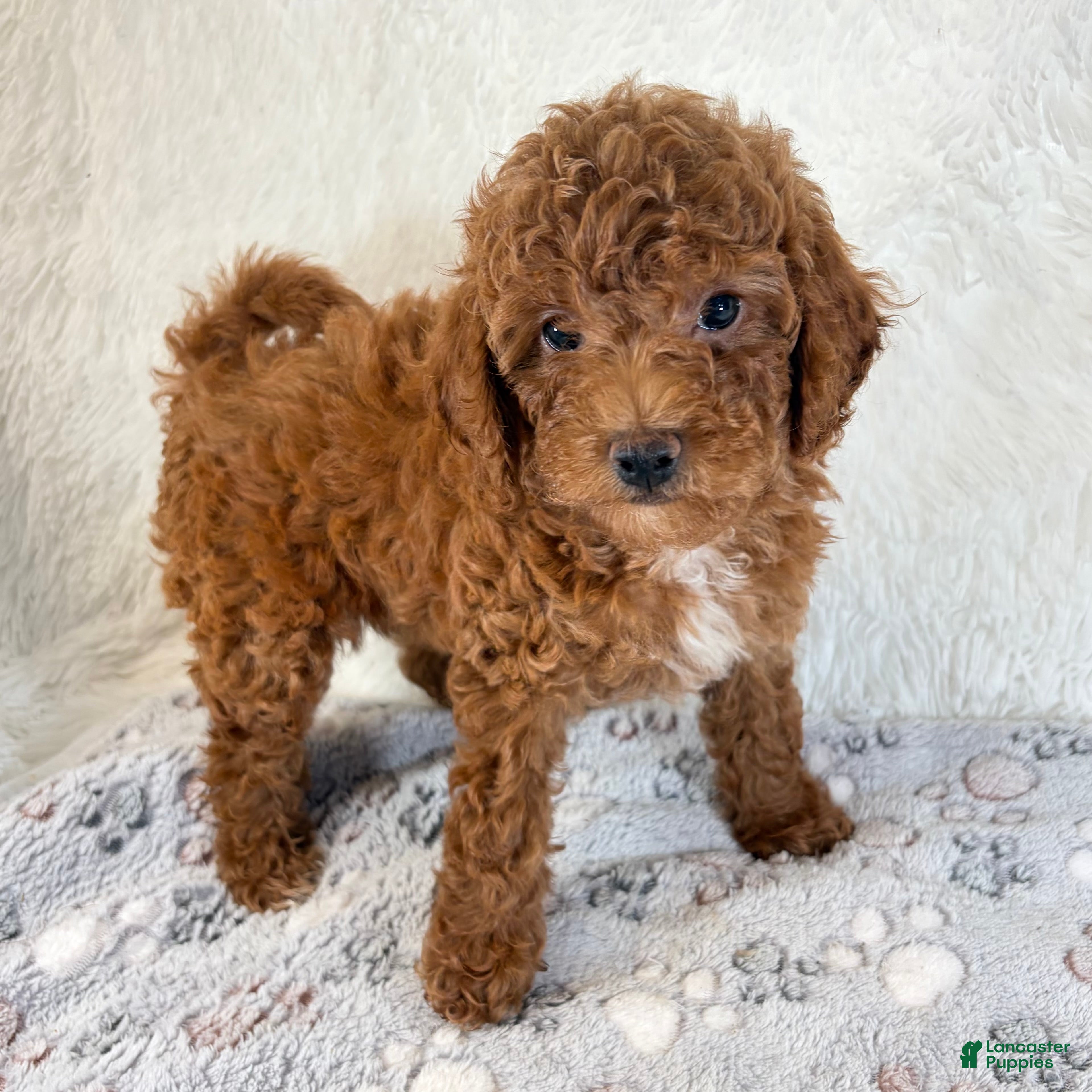 Toy Poodle dogs Zoe - Ad 22