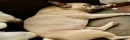 French Bulldog dogs for sale: Marcia - Ad 2