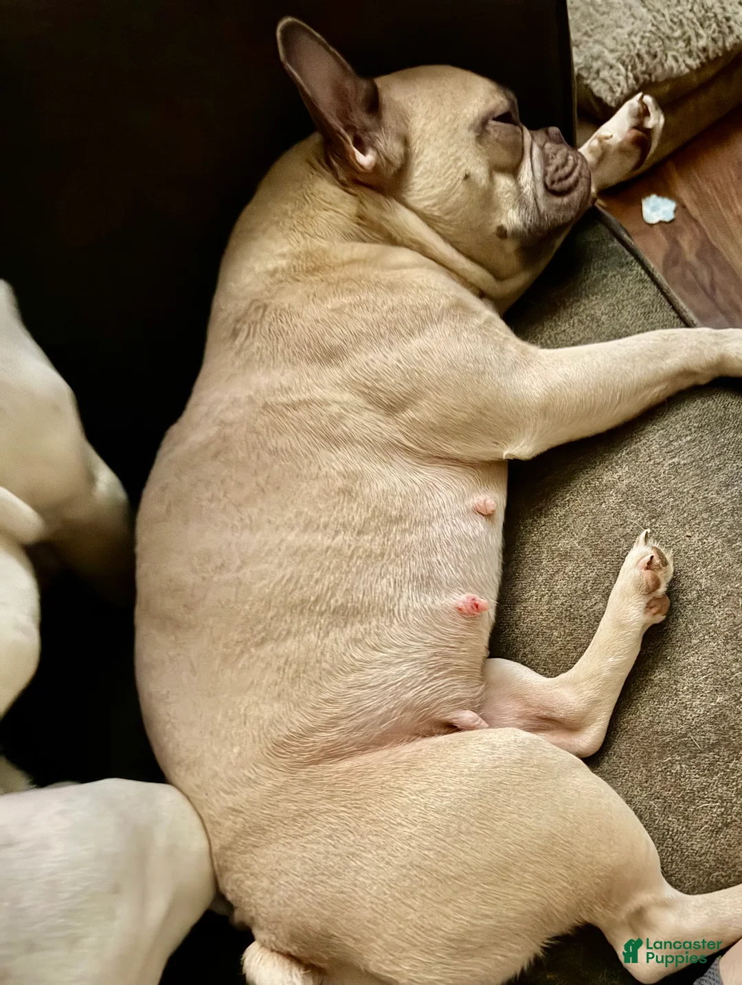 French Bulldog dogs for sale: Marcia - Ad 2