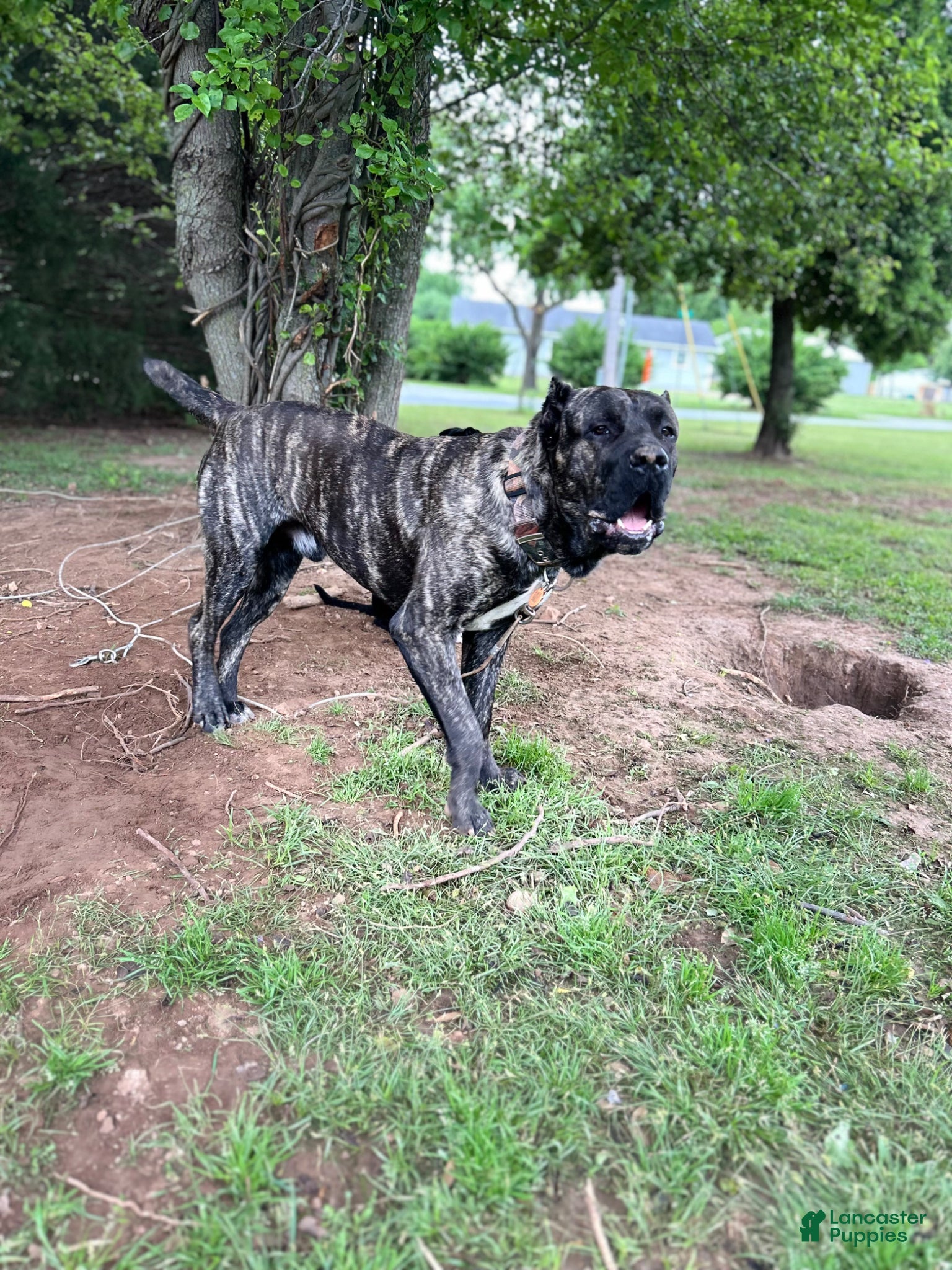 Cane Corso dogs Bear AKC Cane Corso - Ad 2