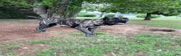 Cane Corso dogs for stud: Bear AKC Cane Corso - Ad 2