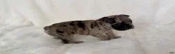 French Bulldog dogs for sale: Marlee  - Ad 11