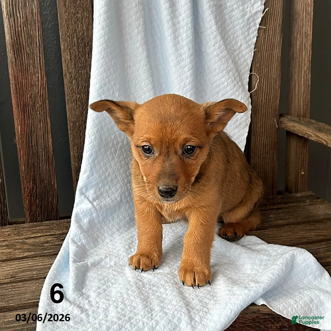 Mixed Breed dogs for sale: Rex - Ad 3