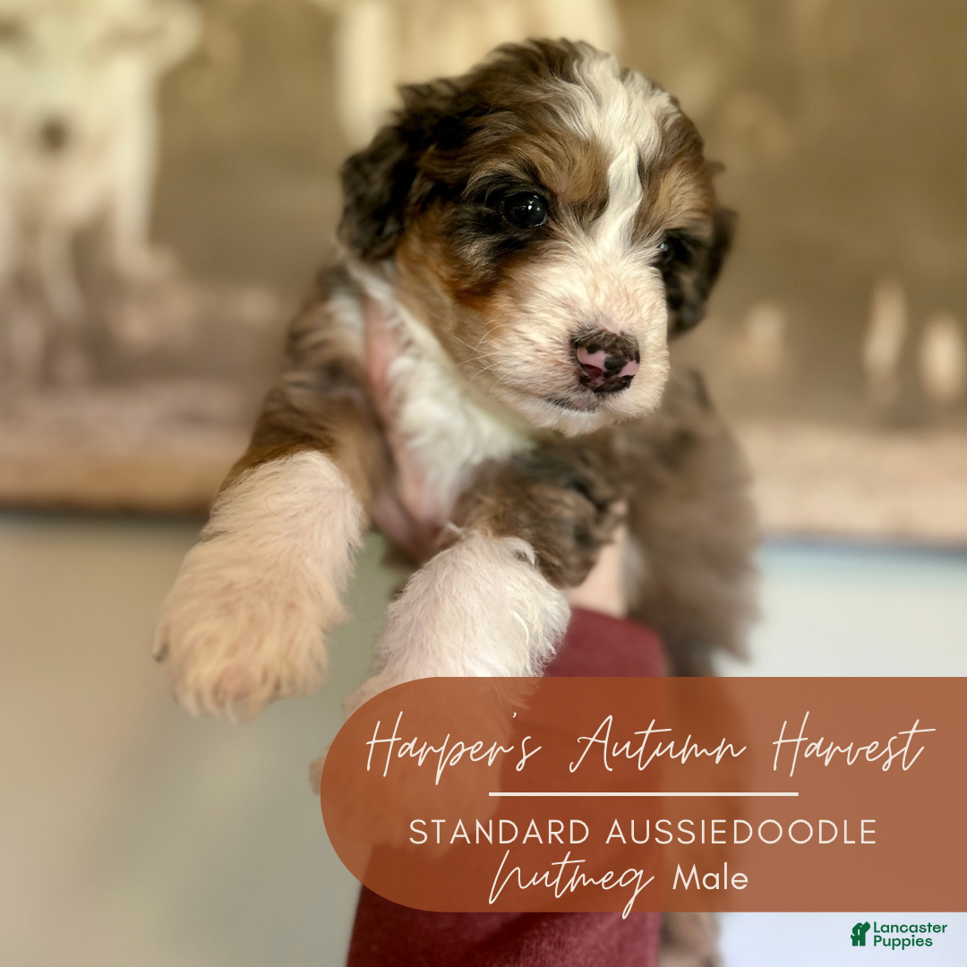 Aussiedoodle Puppies for sale in Chambersburg, Pennsylvania