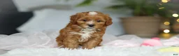 Cavapoo dogs for sale: Mable - Ad 7