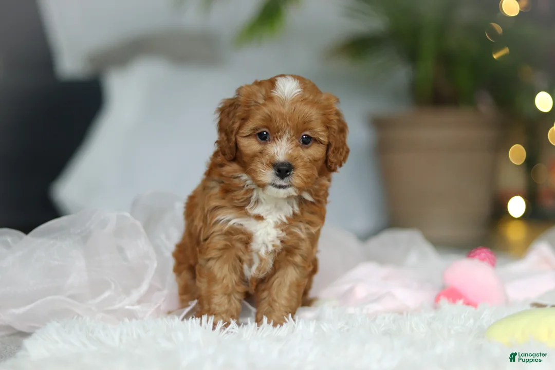 Cavapoo dogs for sale: Mable - Ad 7