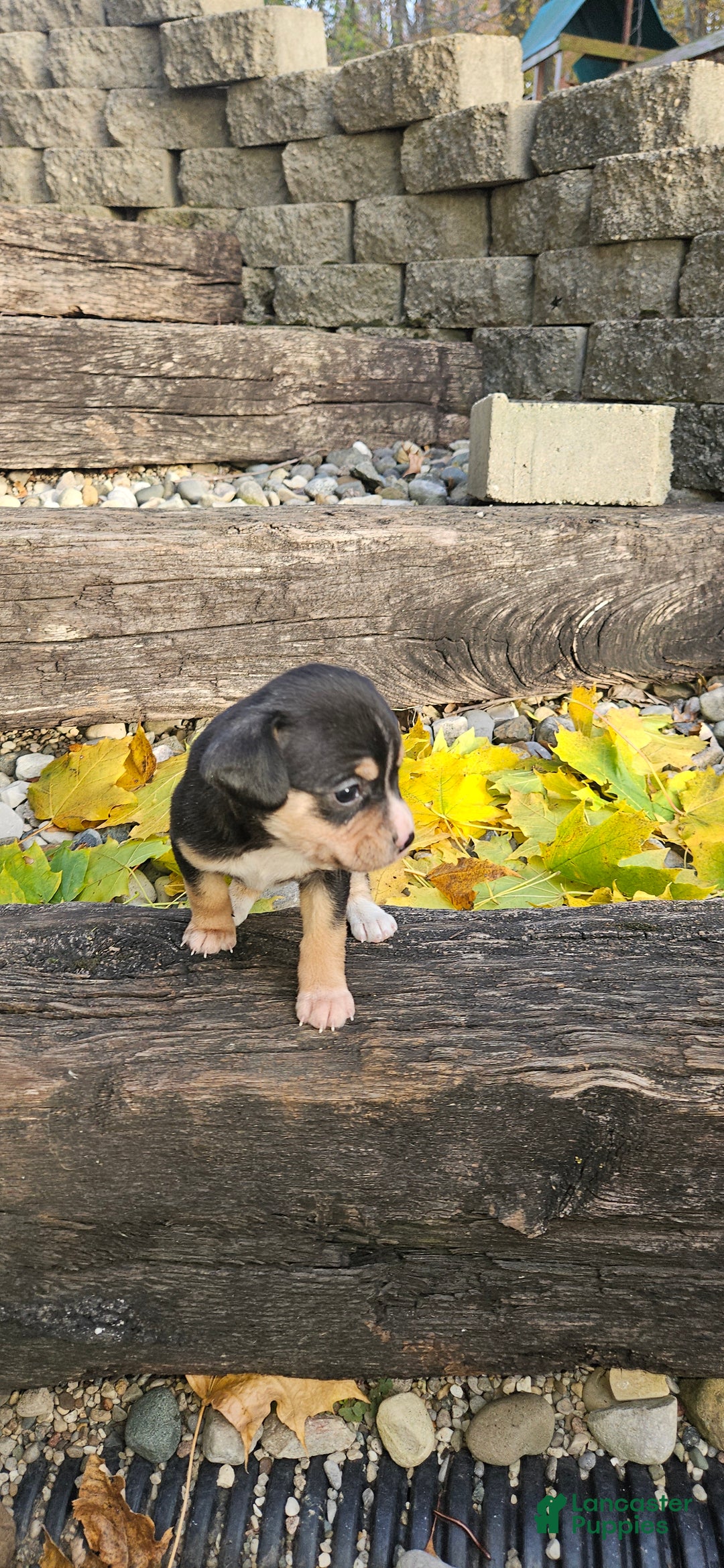 Mixed Breed dogs for sale: Bella  - Ad 7