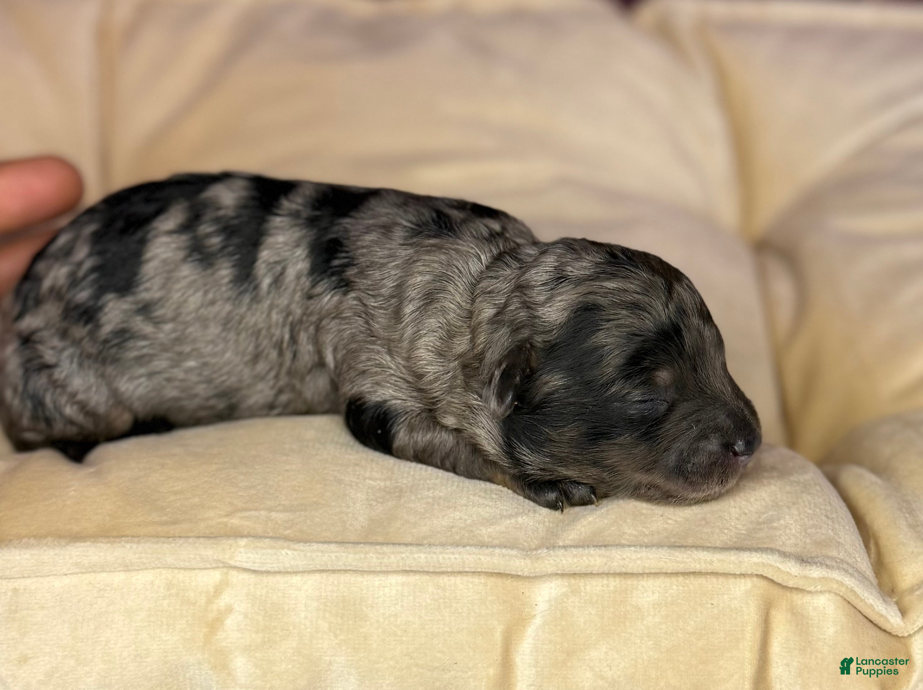 Maltipoo dogs Sienna - Ad 20