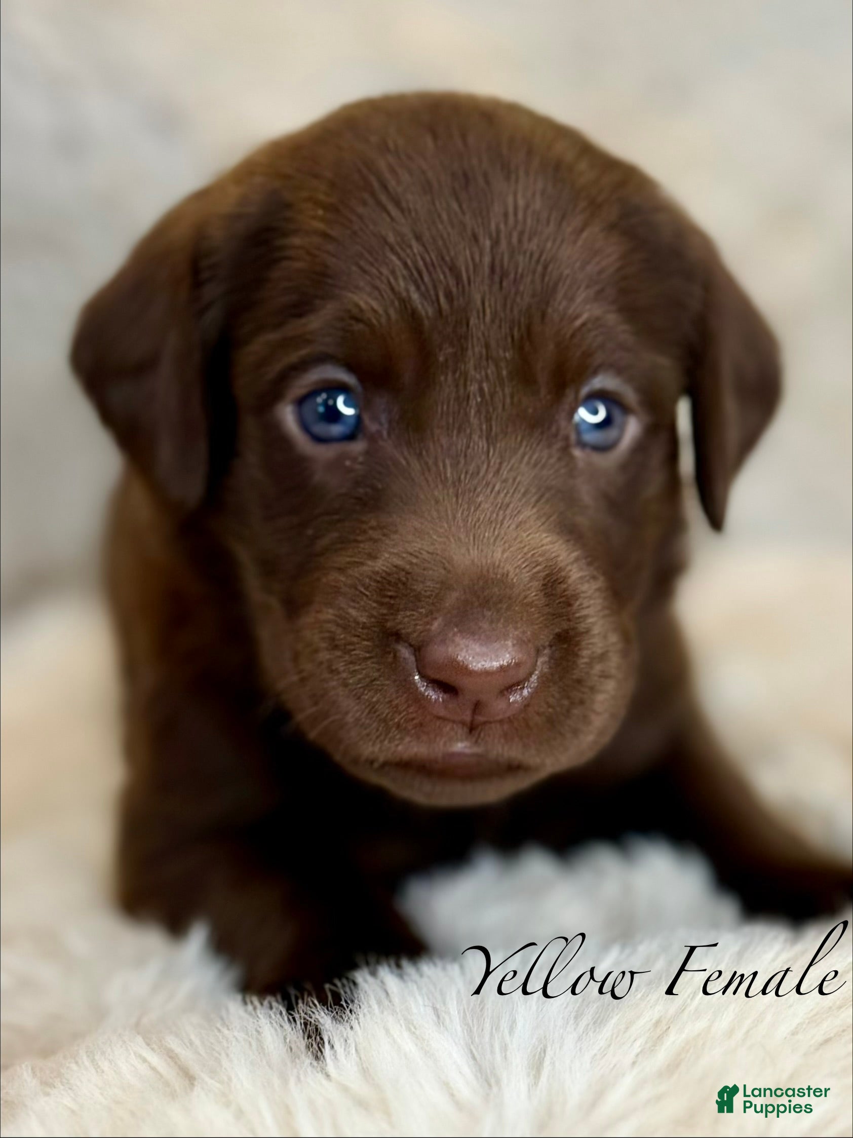 Labrador Retriever dogs Yellow Female - Ad 1