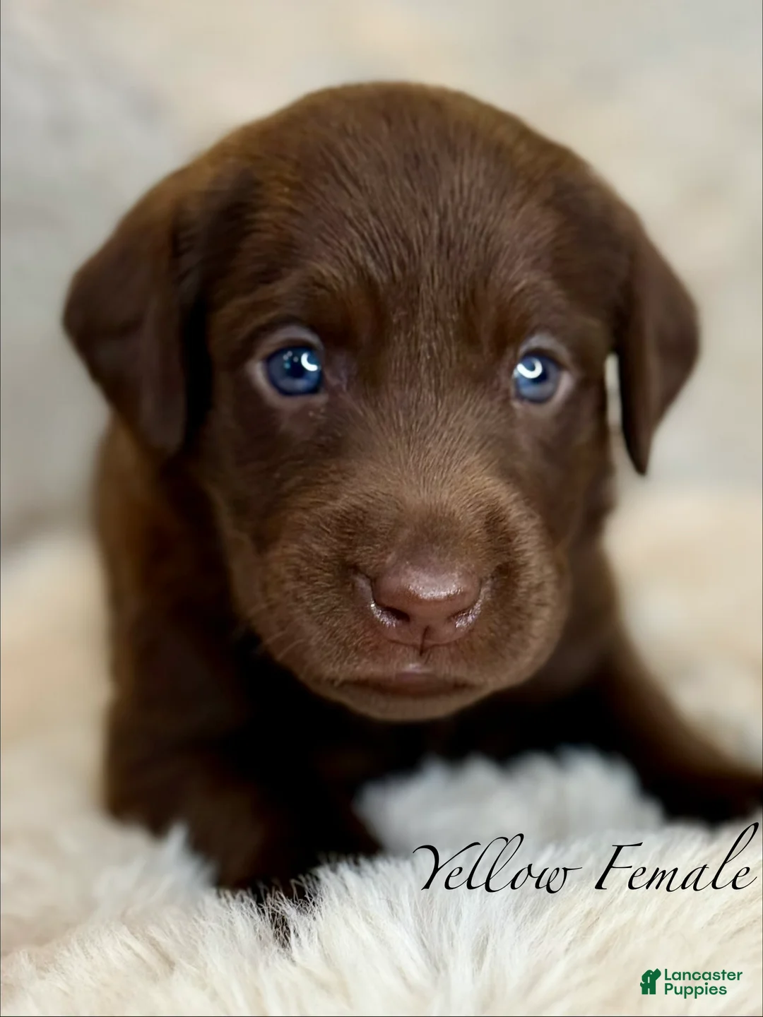 Labrador Retriever dogs for sale: Yellow Female - Ad 1