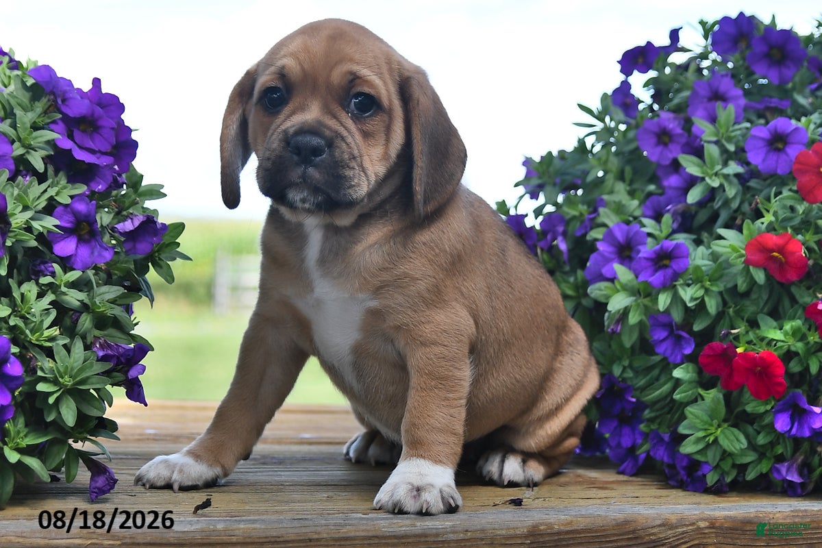 Puggle dogs Stella - Ad 2