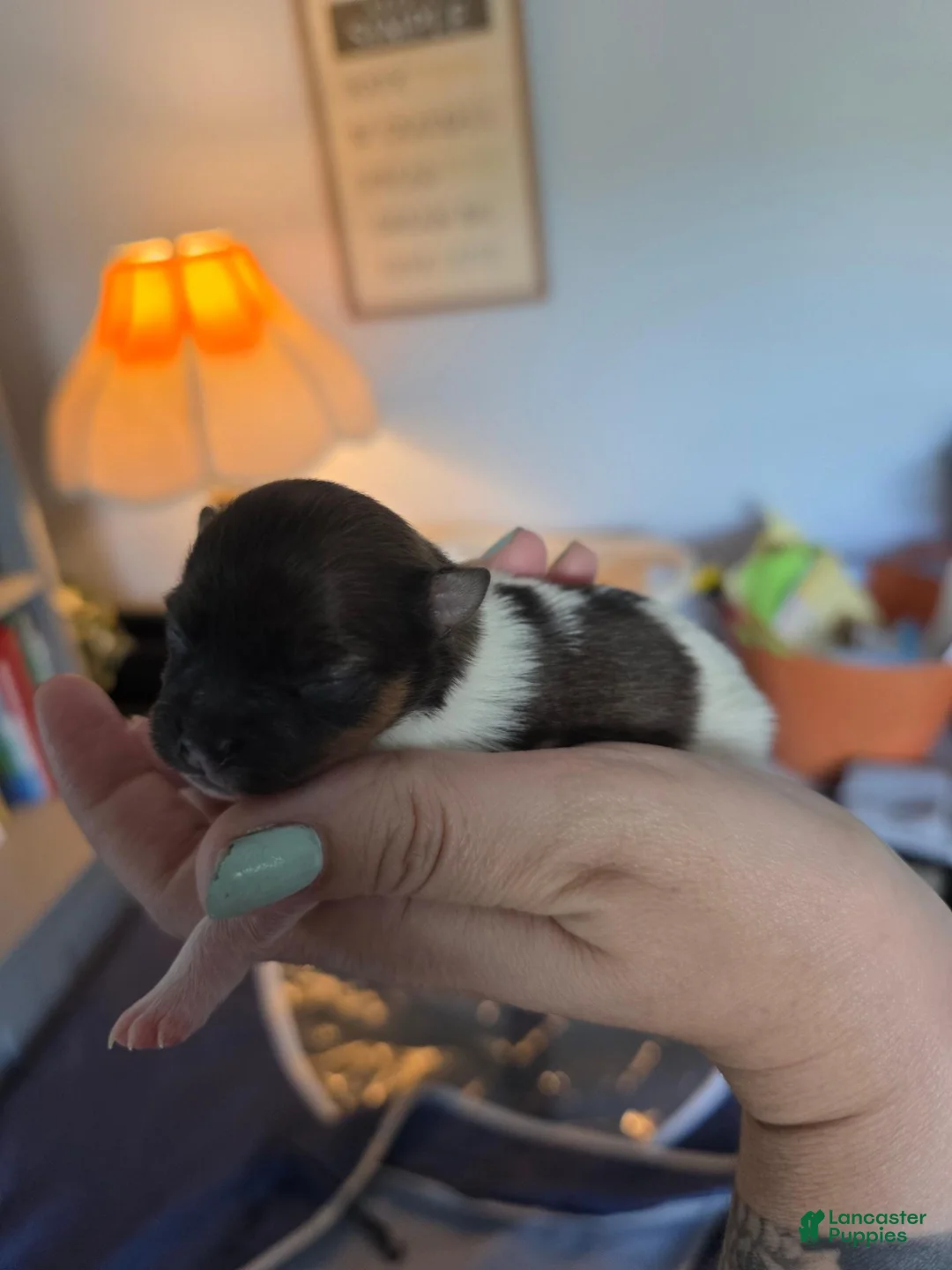 Pomeranian dogs for sale: Cookie - Ad 2
