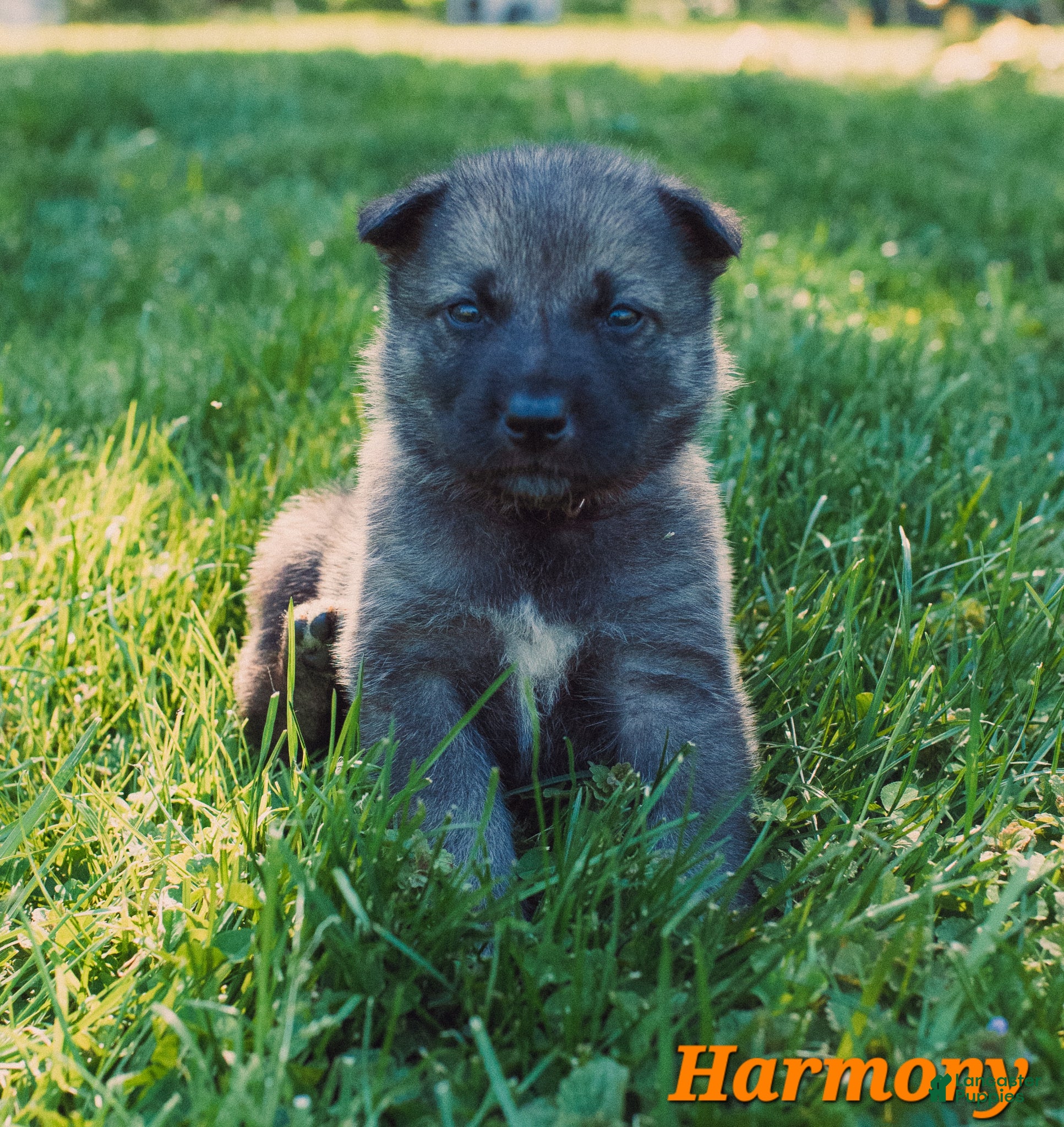 Mixed Breed dogs for sale: Harmony - Ad 3