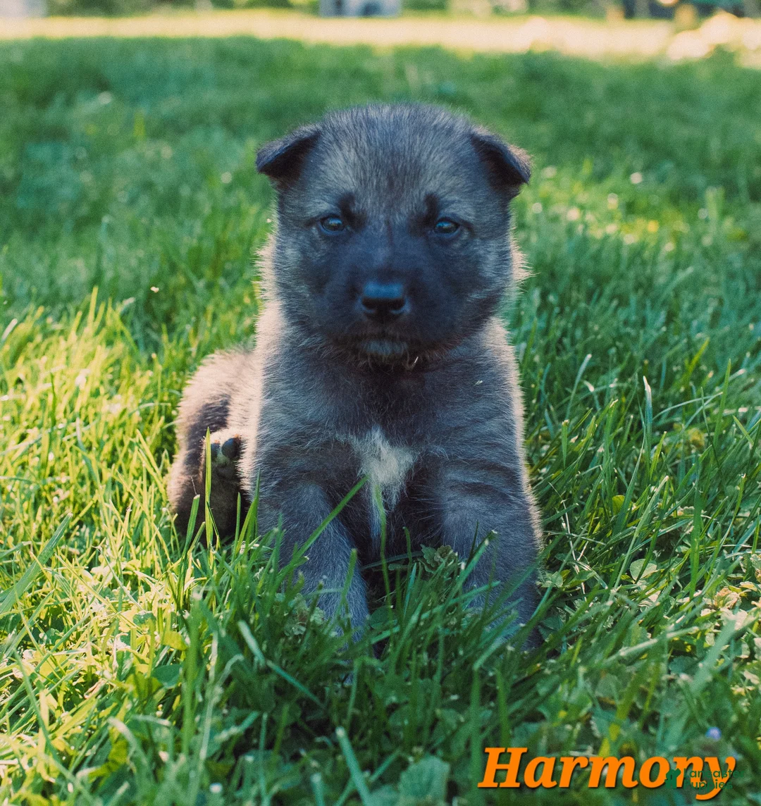 Mixed Breed dogs for sale: Harmony - Ad 1