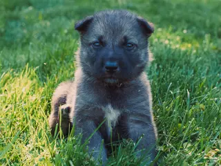 Mixed Breed dogs for sale: Harmony - Ad 3