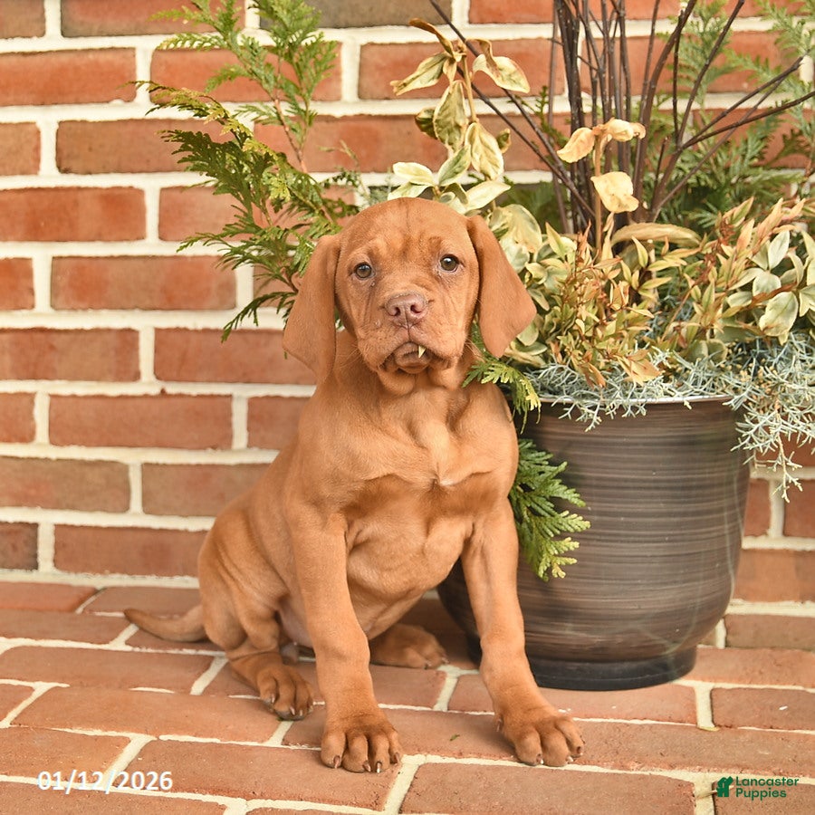 Vizsla dogs Lady  - Ad 1