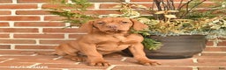 Vizsla dogs for sale: Lady  - Ad 1