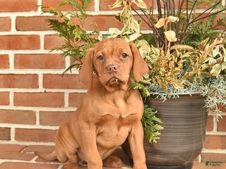 Vizsla dogs Lady - Ad 1