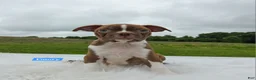 Boston Terrier dogs for sale: Emory - Ad 3
