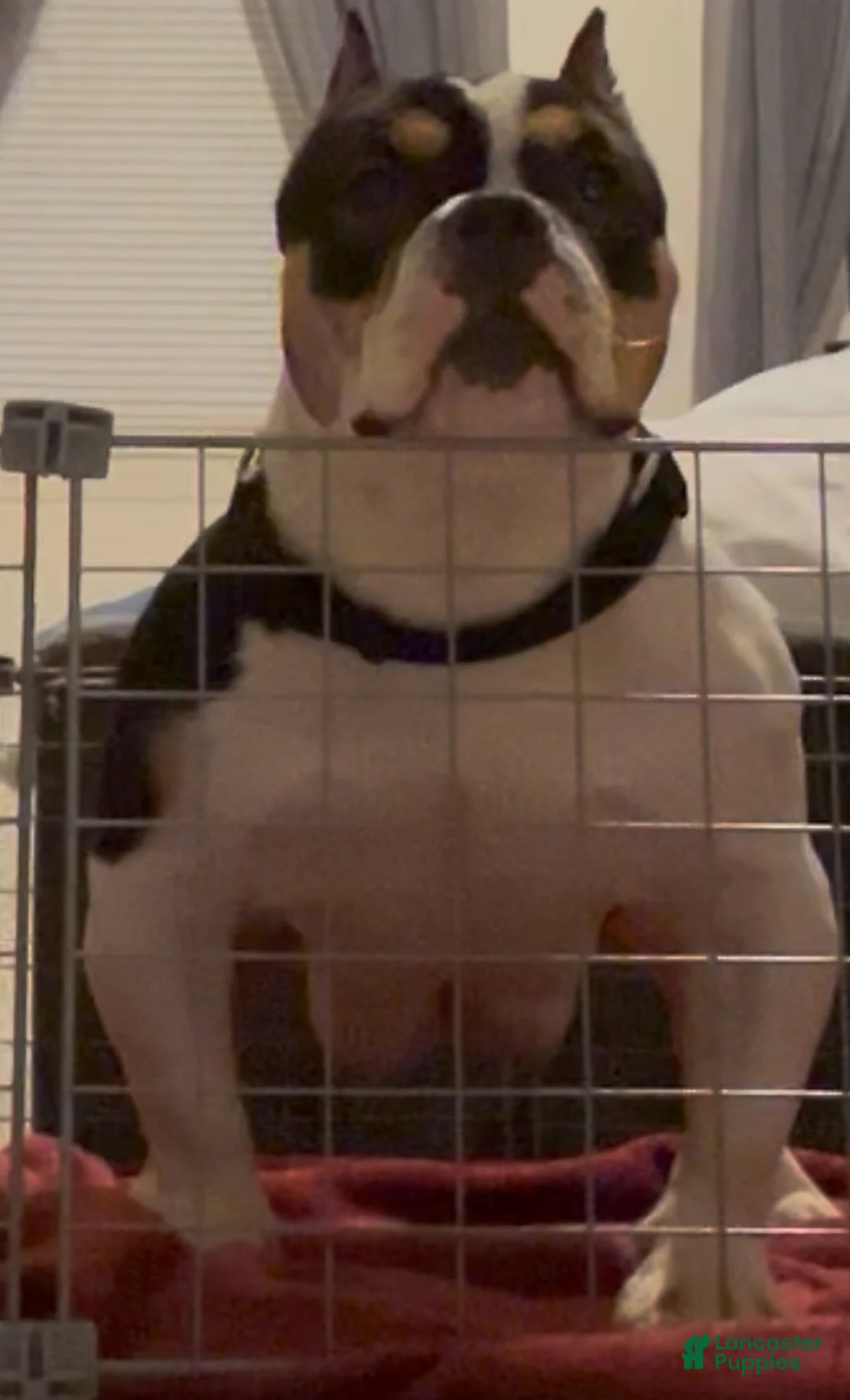 American Bully dogs for sale: American Bully Puppy 6 - Ad 2