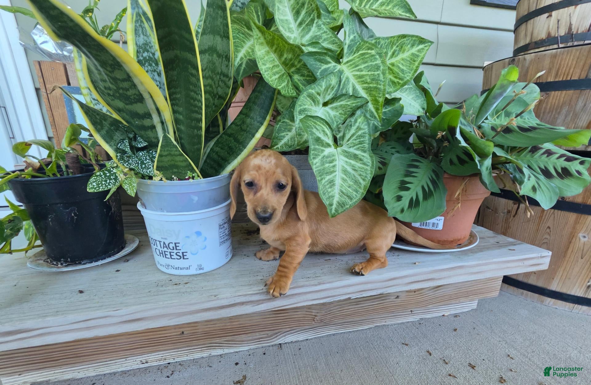 Miniature Dachshund dogs Holly - Ad 1