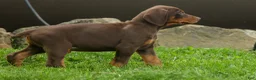 Doberman Pinscher dogs for sale:  Deacon (Red Rust) 🐶🖤🐾 - Ad 24