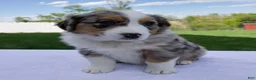 Australian Shepherd dogs for sale: Piper - Ad 4