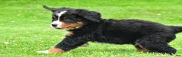 Bernese Mountain Dog dogs for sale: Neal - Ad 8