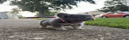 French Bulldog dogs for sale: Lila  - Ad 3