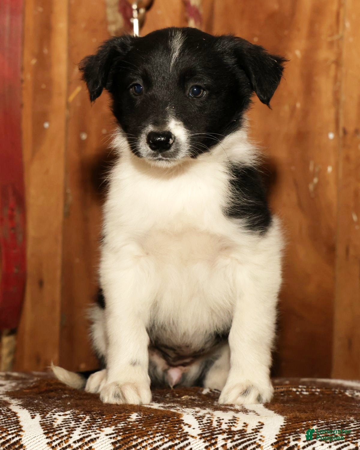 Border Collie dogs Daisy - Ad 1