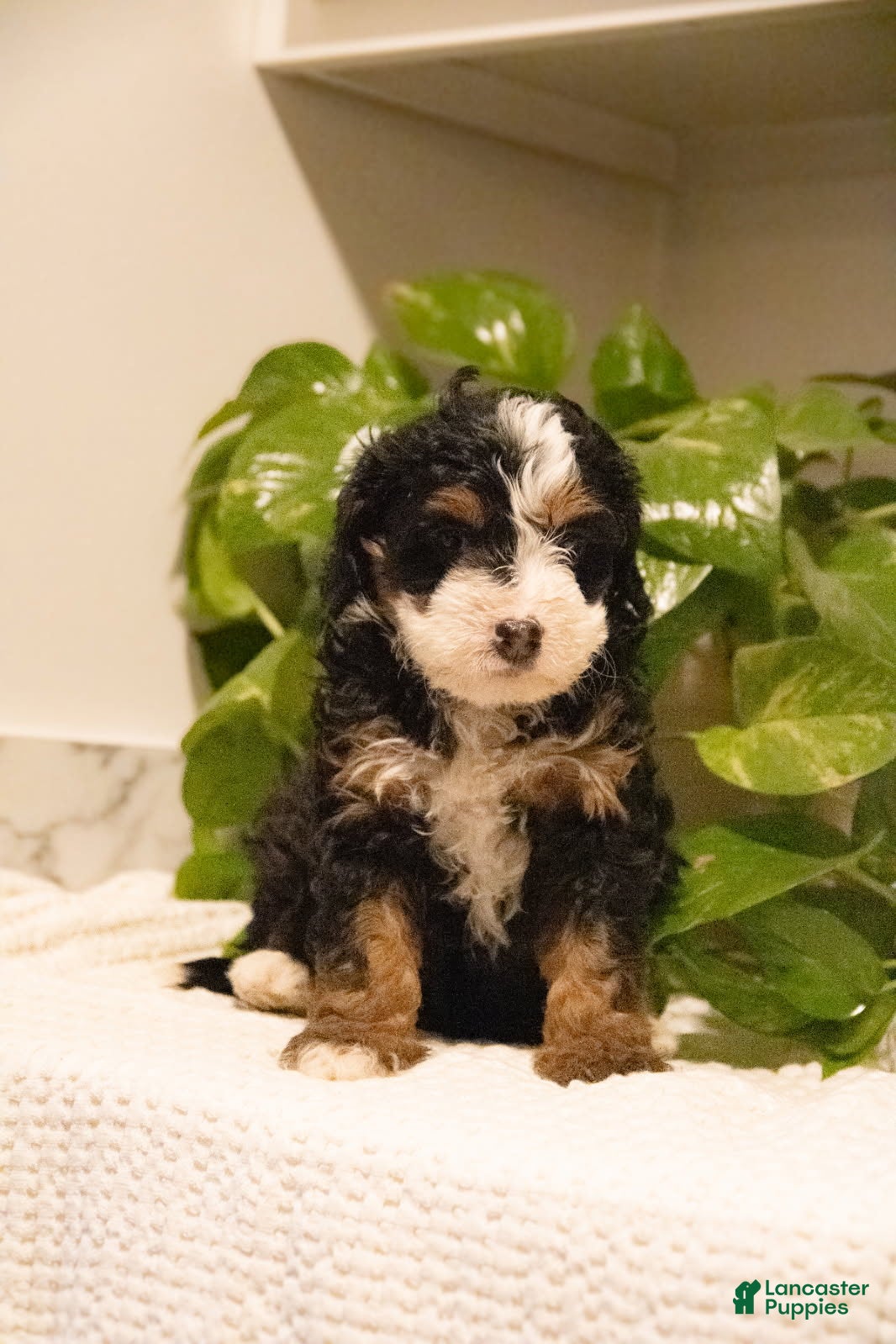 Mini Bernedoodle dogs Tucker - Ad 32