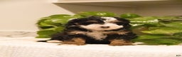 Mini Bernedoodle dogs for sale: Tucker - Ad 1