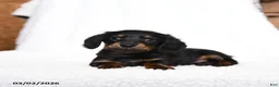 Miniature Dachshund dogs for sale: Cricket - Ad 3