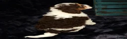 Cavapoo dogs for sale: Wyatt - Ad 8